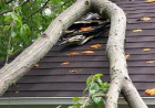 Storm Damage Repair Near Me: Find Trusted Local Help Fast