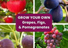 Potting Soil in Bulk for Planting grapes | Evergreen Nursery