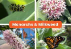Milkweed Plant Story: Raising Monarchs in San Leandro