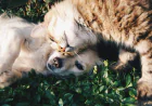 US Pet Insurance Market Size, Trends, and Growth Outlook 2026-2033