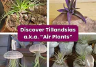 Tillandsia Air Plant Care + California Native Garden Tips