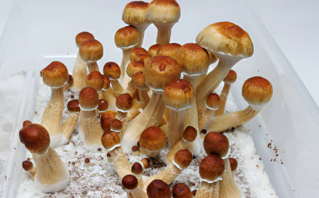 Navigating the Changing Legal Landscape of Entheogenic Mushrooms in Washington