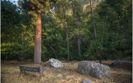 Sequoias Campground & Lodges: A Complete Guide to Nature Stays and Riverside Comfort