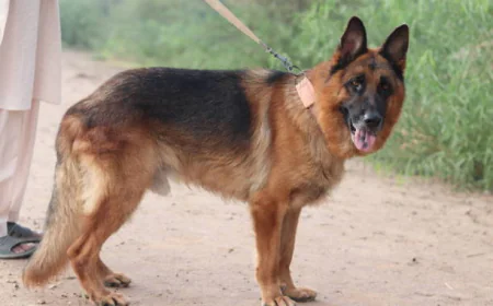 The Importance of Choosing a Trusted Breeder
