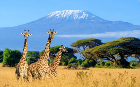 Top 10 Wildlife Experiences in Kenya You Can't Miss