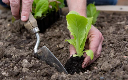 Four Best Gardening Tips For A Gorgeous Home Garden