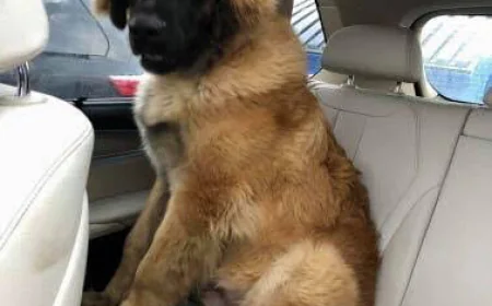 Leonberger Golden Retriever Mix FAQS - FarmPally 
