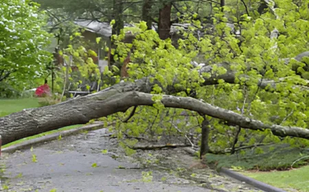 When Does a Fallen Tree Become a Real Emergency in Houston?