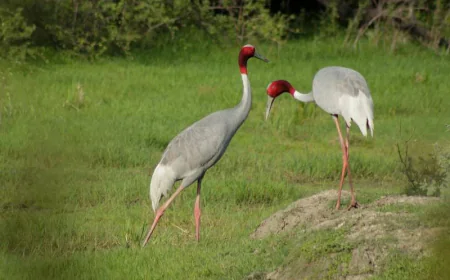Wildlife Sanctuary: Your Comprehensive Guide to the Himalayas' Ultimate Wildlife Haven