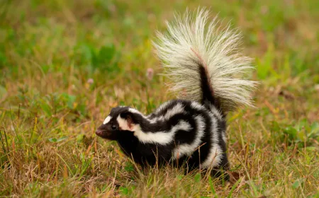 What Kills Skunk Smell in a House?