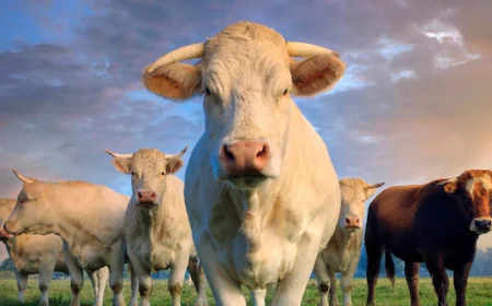 What Really Determines the Price of Buying Half a Cow?