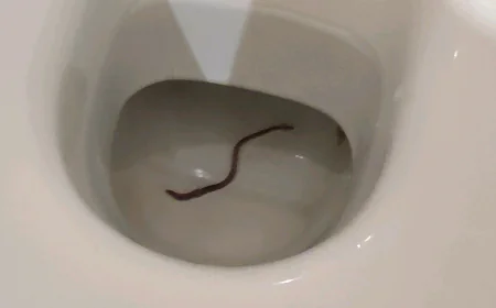 Why Is There a Small Worm in My Toilet?