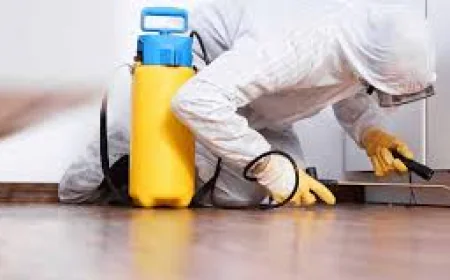 Reliable Termite Control Services in Lahore for Complete Property Protection Solutions Today