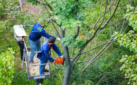 Tree Removal Columbia for Storm-Damaged & Dangerous Trees