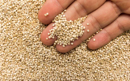 Why Quinoa Is Gaining Momentum Across the Middle East and Africa
