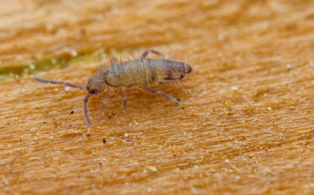 What Does It Mean If I Have Springtails in My Bathroom?
