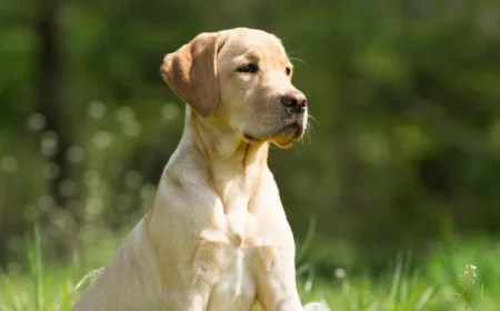 Inside One of the Best Dog Training Programs in Dallas