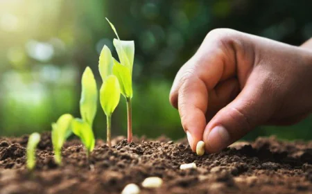 Seed Science and Technology: The Foundation of Sustainable Agriculture in India