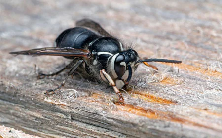 How to Identify a Black Hornet and Keep It Away