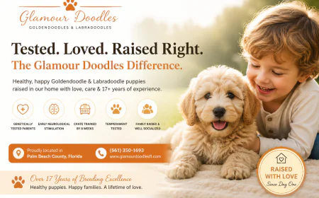 What to Know Before Bringing Home a Goldendoodle Puppy
