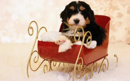 How to Find the Right Bernedoodle for Adoption for Your Family