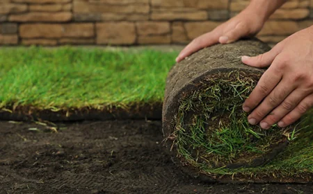 How Do Sod Installation Services Improve Lawn Health Long-Term?