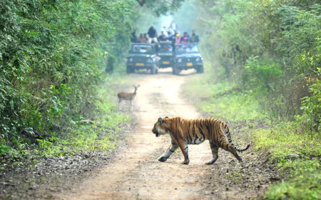 Jungle Safari in Rishikesh: Explore the Wild Side of Uttarakhand