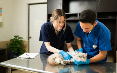 How Do I Choose the Right Vet for My Dog in Virginia Beach?
