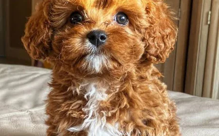 Acquiring a Cavapoo Pup in Florida, Note these