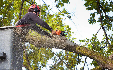 How Can Houston Homeowners Safely Handle Dangerous Trees Before Storms?