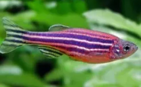 What to Check Before Buying Freshwater Tropical Fish?