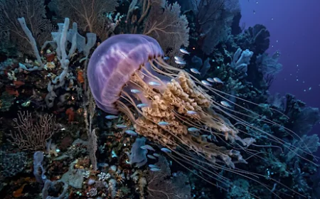 Are Box Jellyfish Common in Koh Tao? Everything You Need to Know