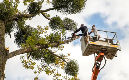 Reliable Tree Service in Woodstock GA: Healthier, Safer Trees
