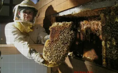 Reliable Bee Removal Services in San Antonio, TX