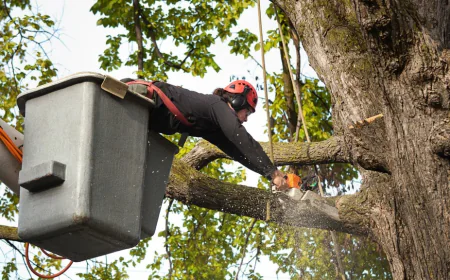 Trees Cutting Oakley CA: Safe and Efficient Tree Removal by Local Experts