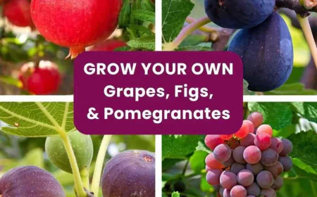 Potting Soil in Bulk for Planting grapes | Evergreen Nursery