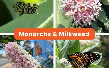 Milkweed Plant Story: Raising Monarchs in San Leandro