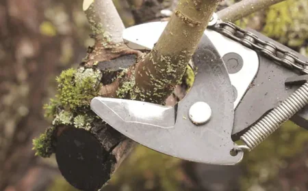 When Storms Strike: Emergency Tree Removal in Bryan, TX