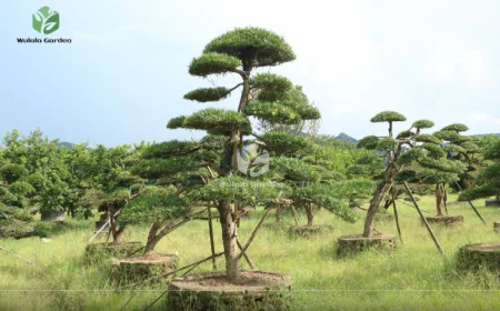 Buying a Large Aerial Root Ficus Bonsai: What Collectors and Landscapers Should Know