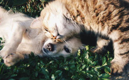 US Pet Insurance Market Size, Trends, and Growth Outlook 2026-2033