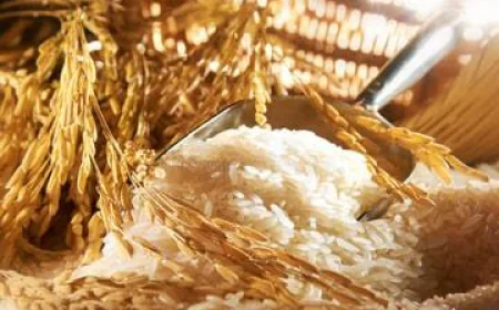 Rice Gluten Meal Manufacturers in India: What Buyers Should Know Before Choosing a Reliable Supplier