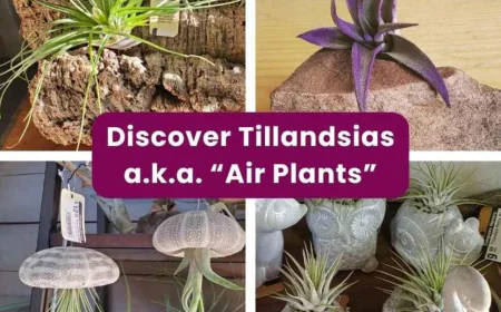 Tillandsia Air Plant Care + California Native Garden Tips