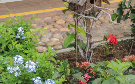 How to Design a Garden That Attracts Birds Naturally
