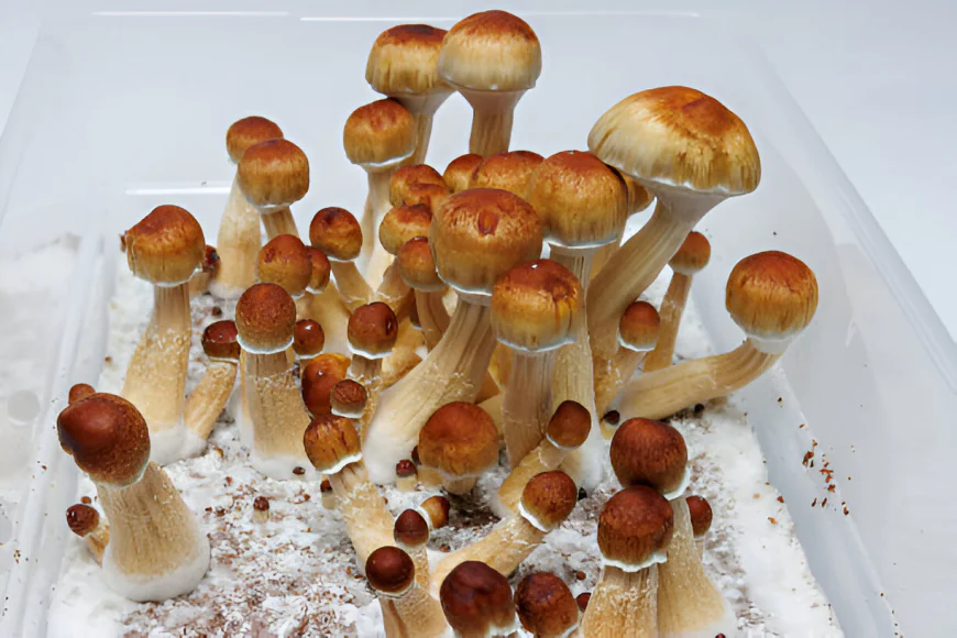 Navigating the Changing Legal Landscape of Entheogenic Mushrooms in Washington