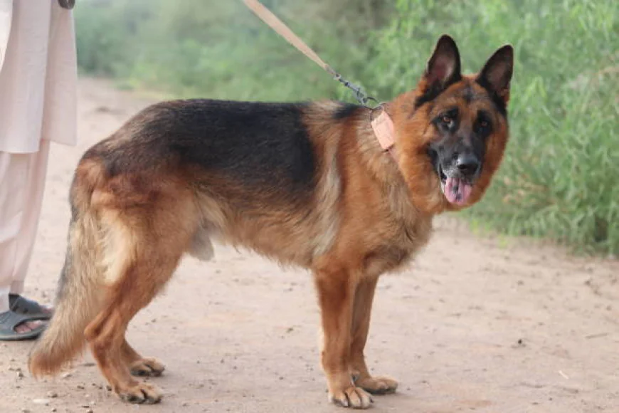 The Importance of Choosing a Trusted Breeder