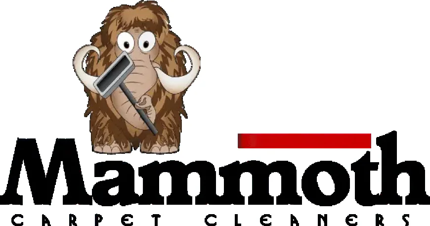 The Complete Guide to Carpet Sanitization Services: Benefits, Process, and Maintenance Tips