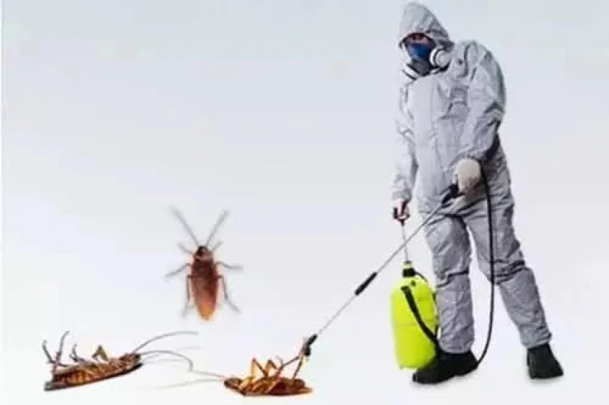 Cockroach Removal Pickerng Tips for a Cleaner Home