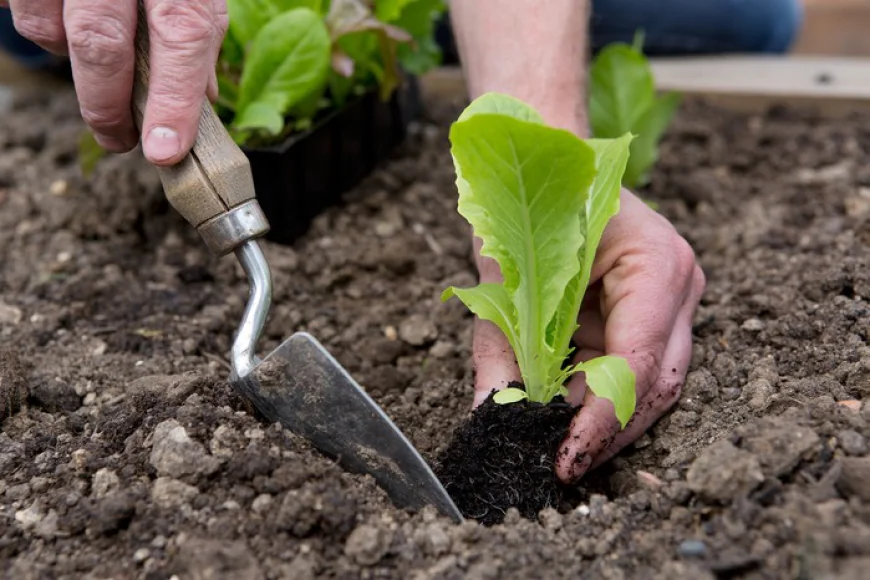 Four Best Gardening Tips For A Gorgeous Home Garden