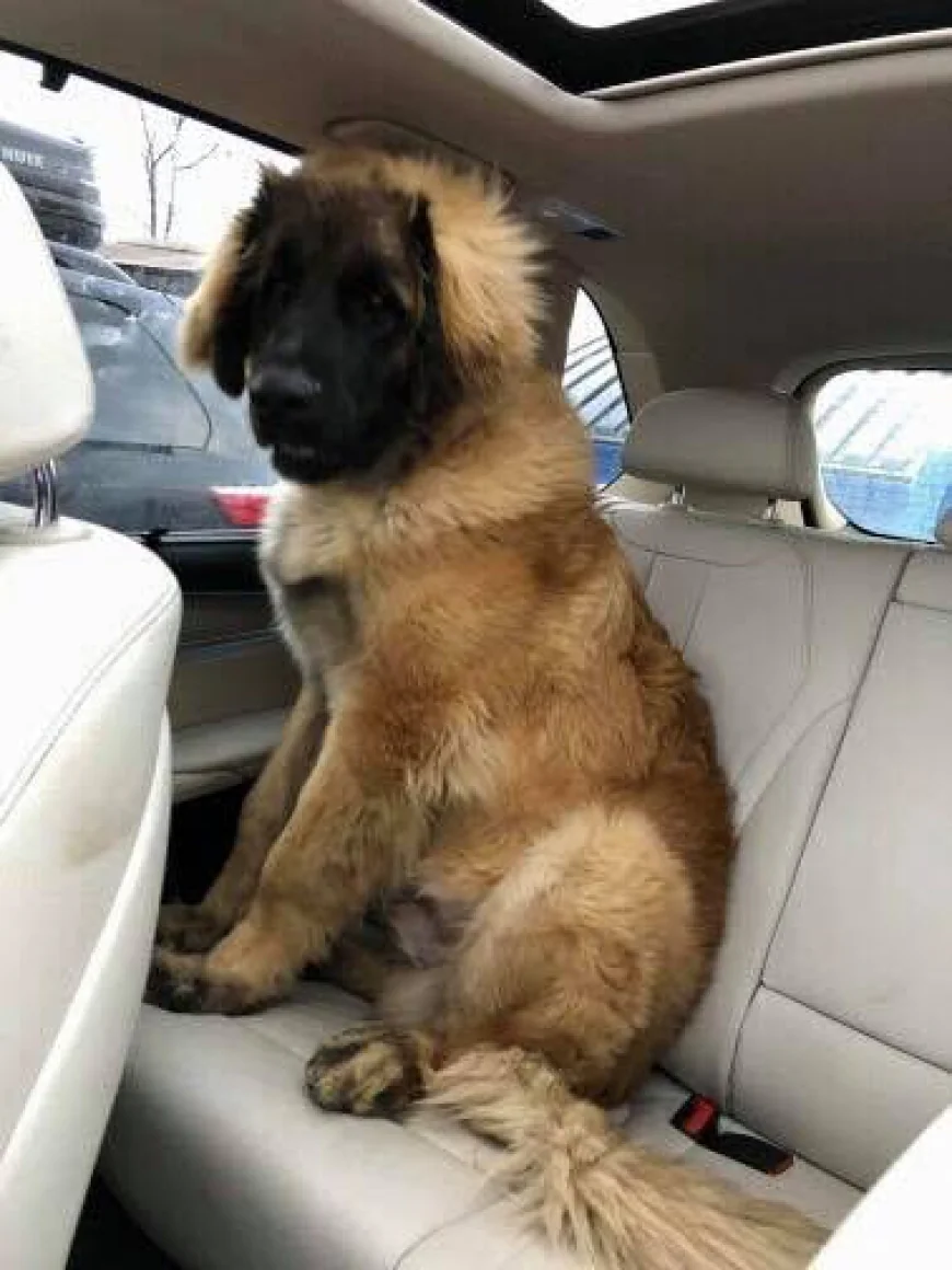 Leonberger Golden Retriever Mix FAQS - FarmPally 