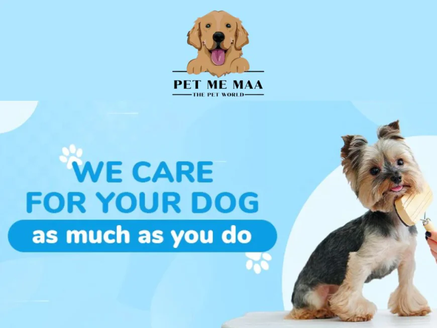 Dog Cafe Near Me: Why Pet Me Maa Is the Favorite Hangout for Dogs and Pet Parents in Noida
